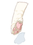 Cat Paw