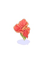 Hibiscus Gigante