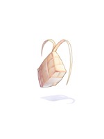 Ketupat