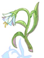Flor das Ilusões