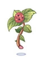 Lantana