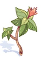 Makulrata