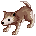 Baby Desert Wolf